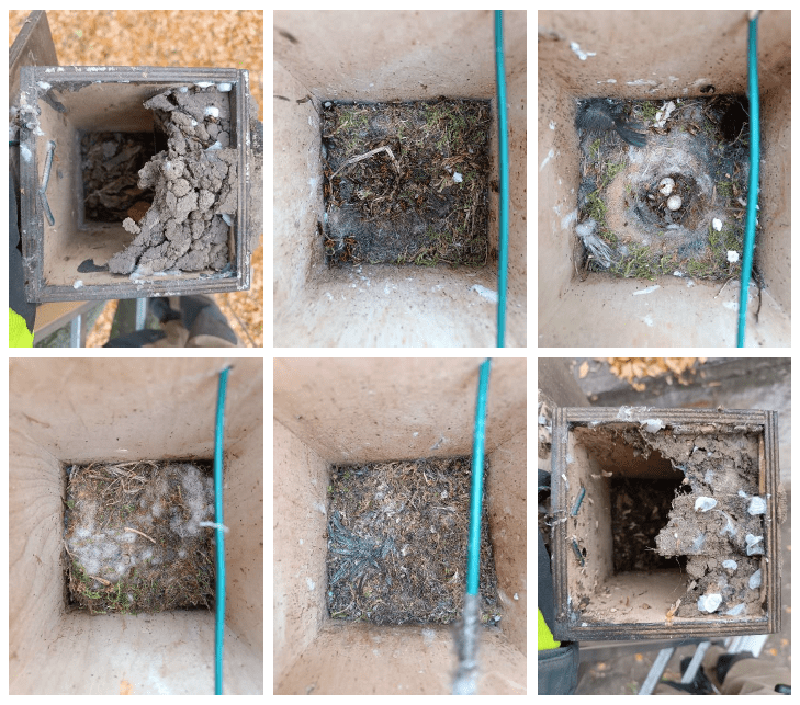 ptačí hnízda kontrola ptačí hnízda kontrola