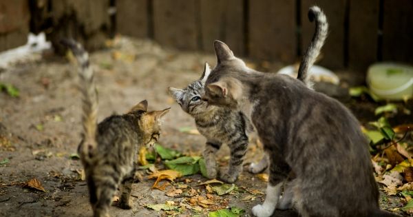 pexels-kowalievska-1416787