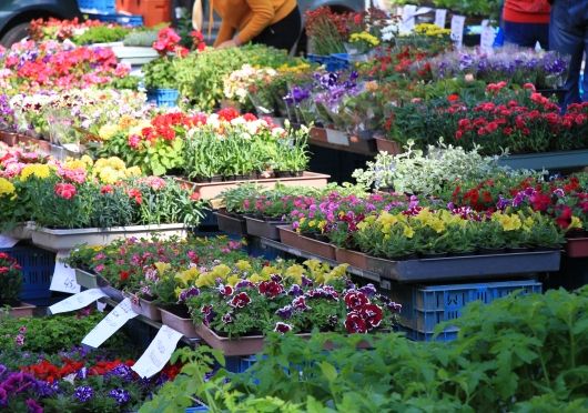 IMG_4303-530×372