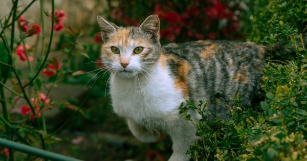 001_kočka 001_kočka