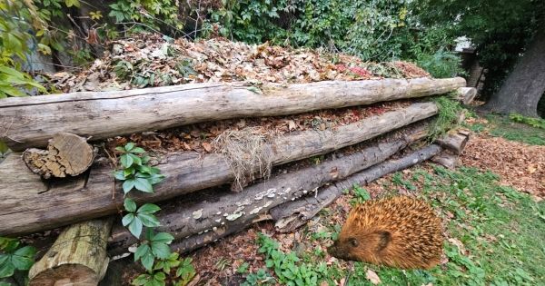 ježkoviště ježkoviště