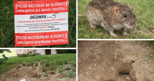 Úvodka_deratizace