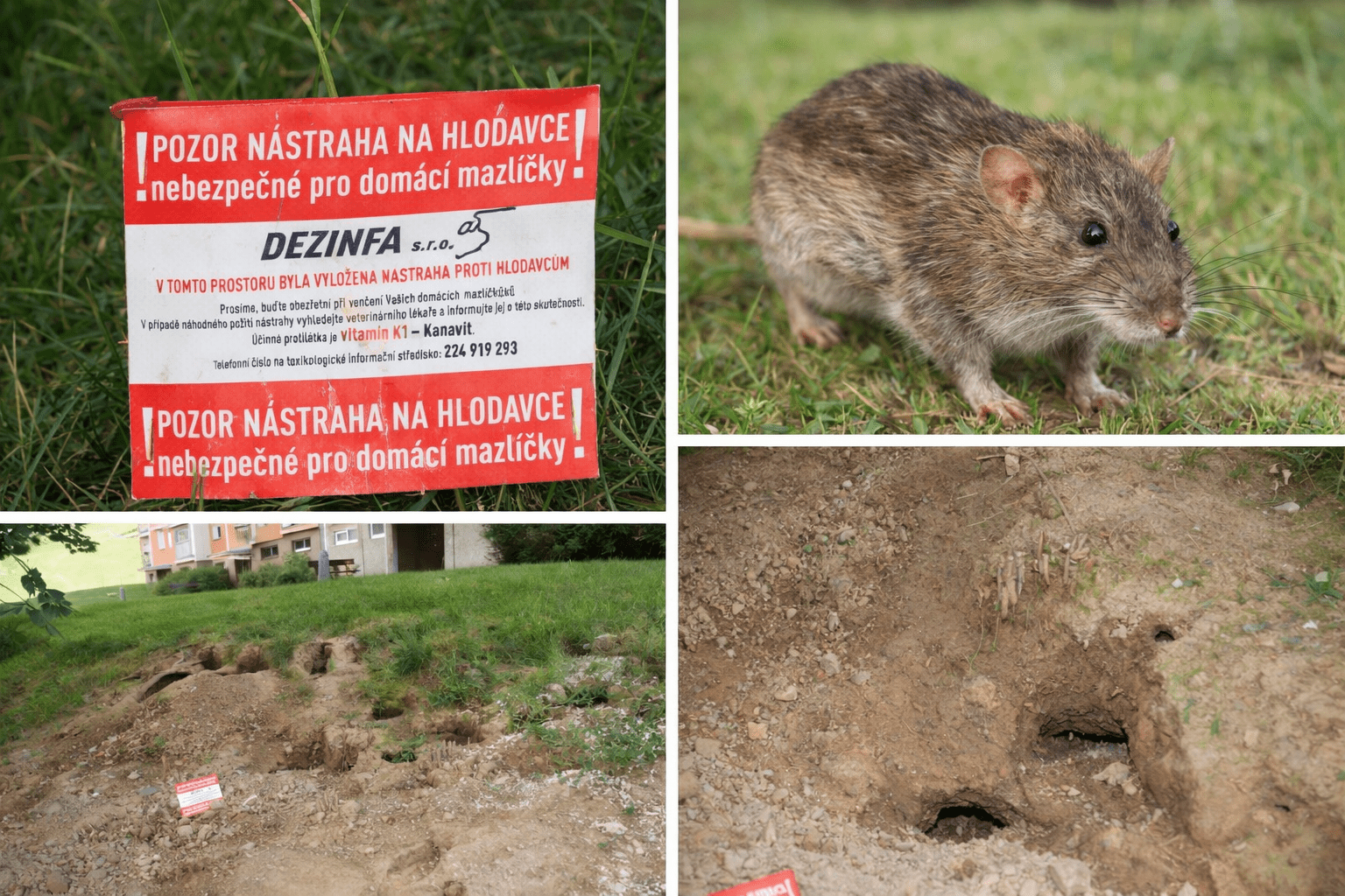 Úvodka_deratizace