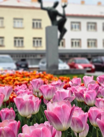 tulipány_Divadlo Karla Pippicha